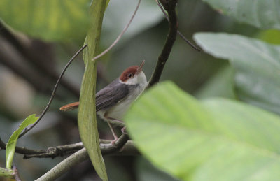 Rufous-tailed Tailorbird - Roodstaartsnijdervogel