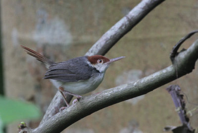 Rufous-tailed Tailorbird - Roodstaartsnijdervogel