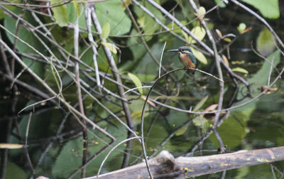 Common Kingfisher - IJsvogel