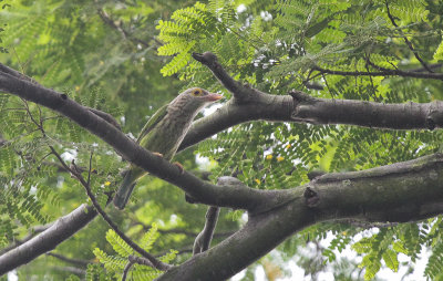 Lineated Barbet - Gestreepte Baardvogel