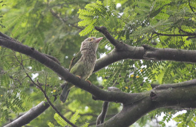 Lineated Barbet - Gestreepte Baardvogel