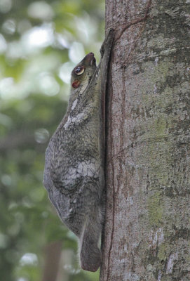Sunda Flying Lemur - Maleise Vliegende Kat
