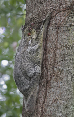Sunda Flying Lemur - Maleise Vliegende Kat