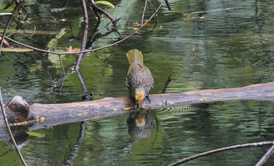 Straw-headed Bulbul - Geelkruinbuulbuul