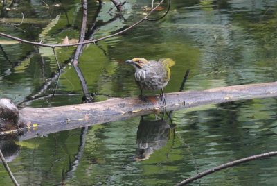 Straw-headed Bulbul - Geelkruinbuulbuul