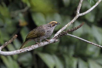 Straw-headed Bulbul - Geelkruinbuulbuul