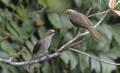 Straw-headed Bulbul - Geelkruinbuulbuul