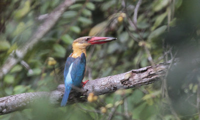 Stork-billed Kingfisher - Ooievaarssnavel