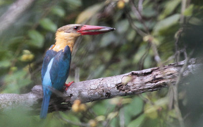 Stork-billed Kingfisher - Ooievaarssnavel