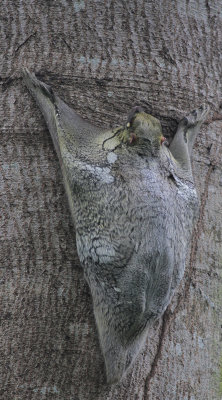 Sunda Flying Lemur - Maleise Vliegende Kat