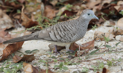 Zebra Dove - Zebraduif