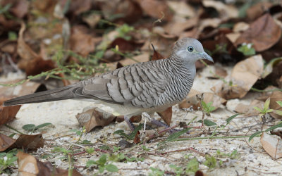 Zebra Dove - Zebraduif