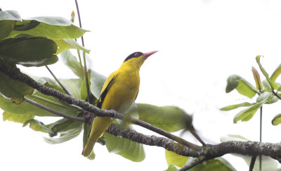 Black-naped Oriole - Chinese Wielewaal