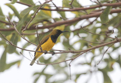 Olive-backed Sunbird - Olijfrughoningzuiger