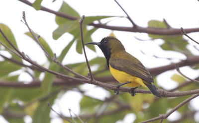 Olive-backed Sunbird - Olijfrughoningzuiger
