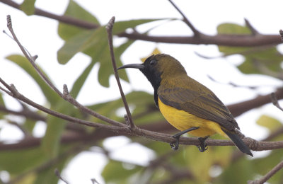 Olive-backed Sunbird - Olijfrughoningzuiger