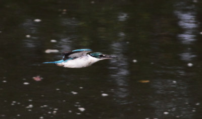 Collared Kingfisher - Witkraagijsvogel