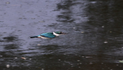 Collared Kingfisher - Witkraagijsvogel