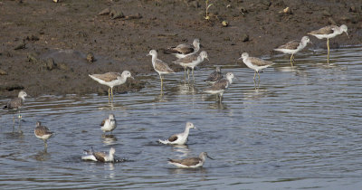 Common Greenshanks - Groenpootruiters