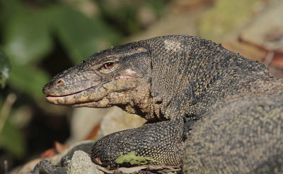Water Monitor - Watervaraan