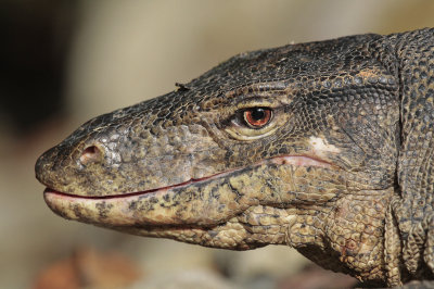 Water Monitor - Watervaraan
