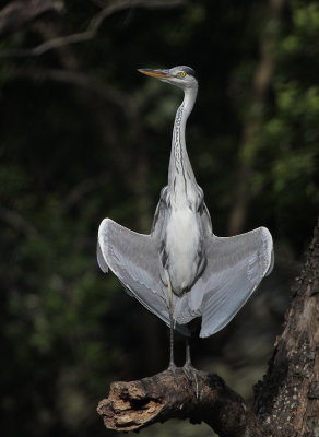 Grey Heron - Blauwe Reiger