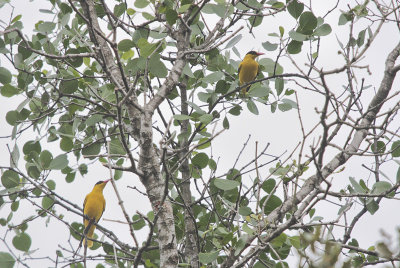 Black-naped Oriole - Chinese Wielewaal