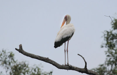Milky Stork - Maleise Nimmerzat
