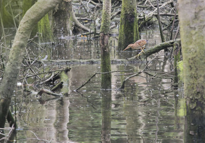 Yellow Bittern - Chinees Woudaapje