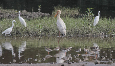 Milky Stork and Little Egret - Maleise Nimmerzat en Kleine Zilverreigers