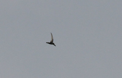 House Swift - Nepalese Gierzwaluw