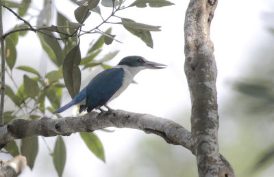 Collared Kingfisher - Witkraagijsvogel