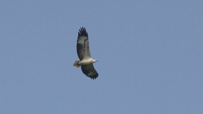 White-bellied Sea Eagle - Witbuikzeearend