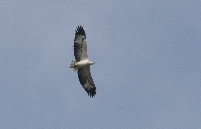 White-bellied Sea Eagle - Witbuikzeearend