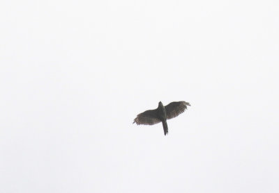 Japanese Sparrowhawk - Kleine Sperwer
