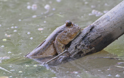 Blue-spotted Mudskipper