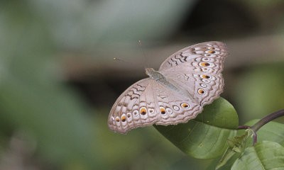 Junonia atlites