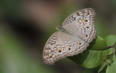 Junonia atlites