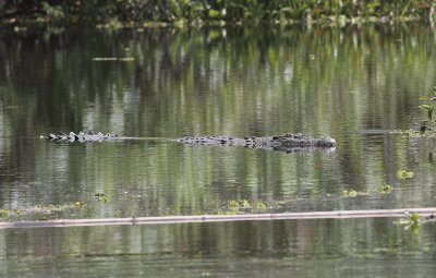 Saltwater Crocodile - Zeekrokodil