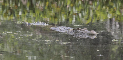 Saltwater Crocodile - Zeekrokodil