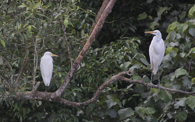 Intermediate Egret and Great Egret - Middelste Zilverreiger en Grote Zilverreiger