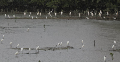 Egrets en Milky Storks - Zilverreigers en Maleise Nimerzatten