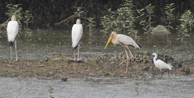 Milky Storks, Little Egrets and Saltwater Crocodile - Maleise Nimmerzatten, Kleine Ziverreigers en Zeekrokodil