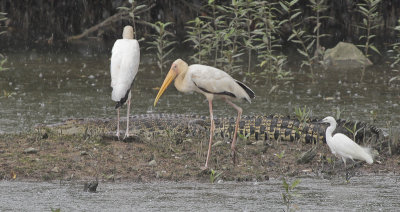 Milky Storks, Little Egret and Saltwater Crocodile - Maleise Nimmerzatten, Kleine Ziverreiger en Zeekrokodil