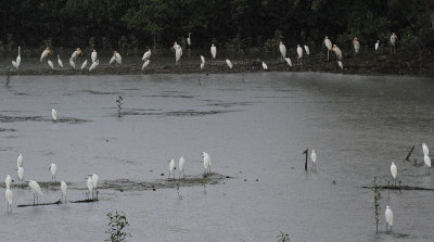 Egrets en Milky Storks - Zilverreigers en Maleise Nimerzatten