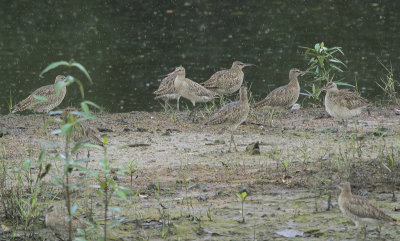 Bar-tailed Godwit and Whimbrels - Rosse Grutto en Regenwulpen