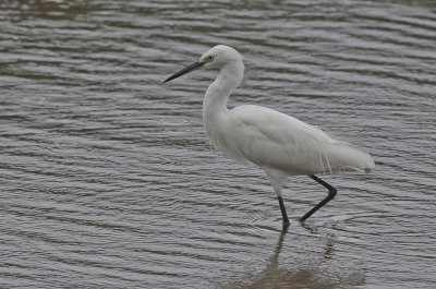 Little Egret - Kleine Zilverreiger