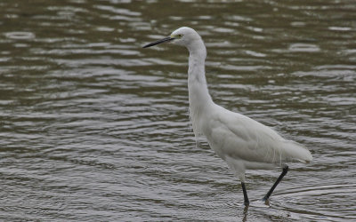 Little Egret - Kleine Zilverreiger
