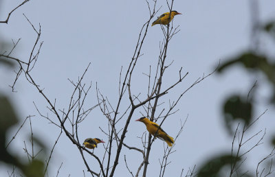 Black-naped Oriole - Chinese Wielewaal