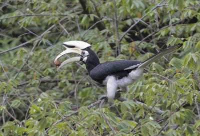 Oriental Pied Hornbill - Bonte Neushoornvogel
